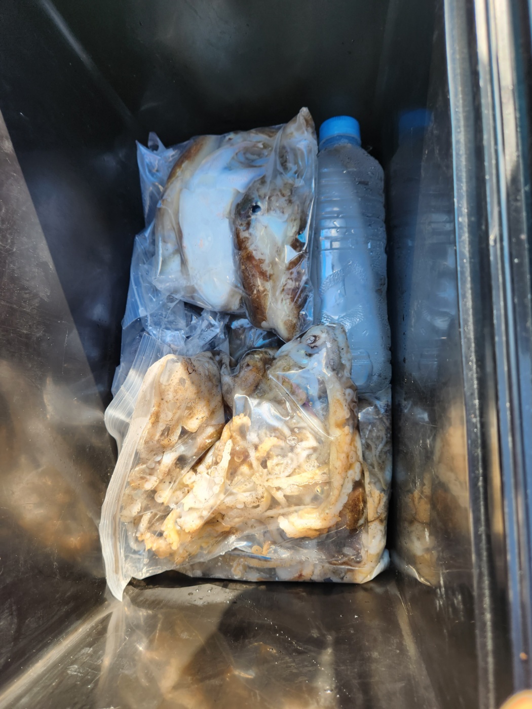 쭈+갑 조황(2023/09/01)